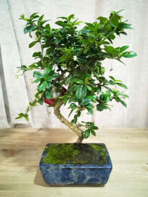 bonsai-carmona-06-años-02 bonsai-carmona-06-años-02
