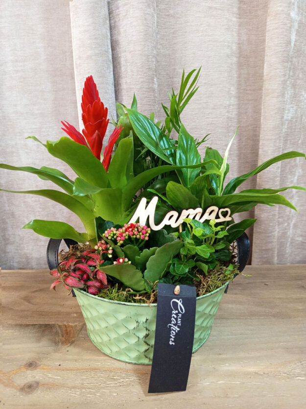 Composición de plantas