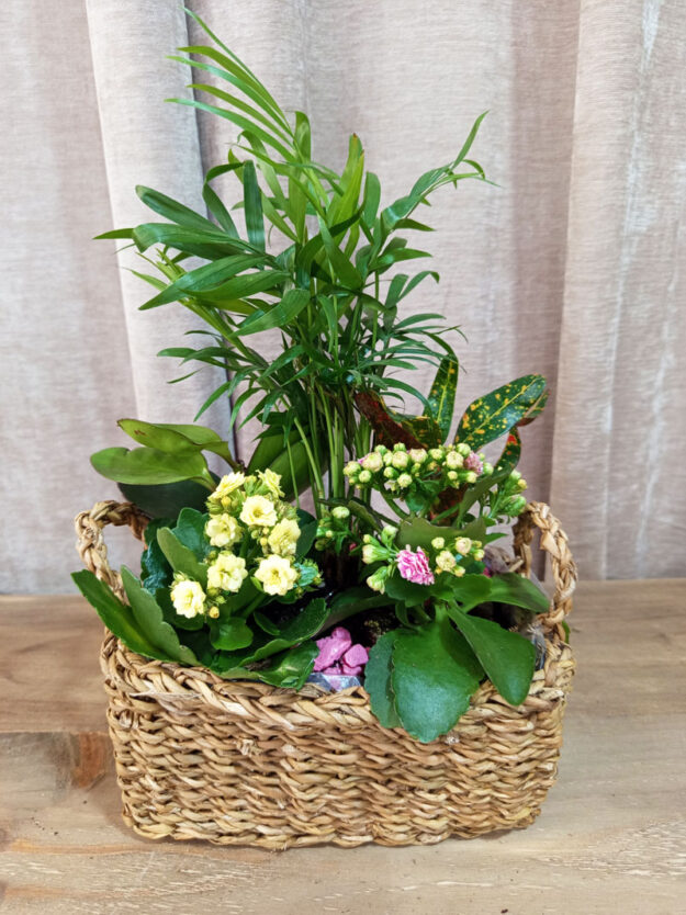 Composición de plantas