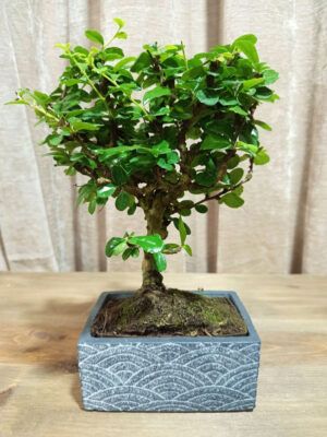 bonsai-carmona-05-años-01 bonsai-carmona-05-años-01
