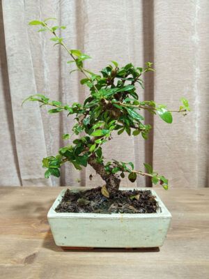 bonsai-carmona-07-años-01 bonsai-carmona-07-años-01