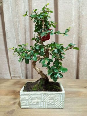 bonsai-carmona-08-años-01 bonsai-carmona-08-años-01