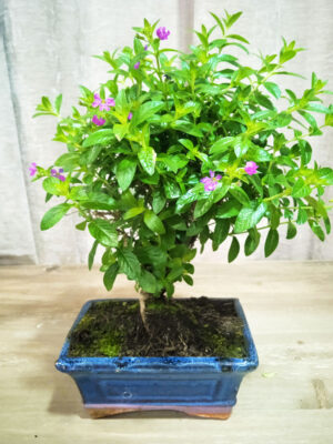 bonsai-cuphea-05-años-01 bonsai-cuphea-05-años-01