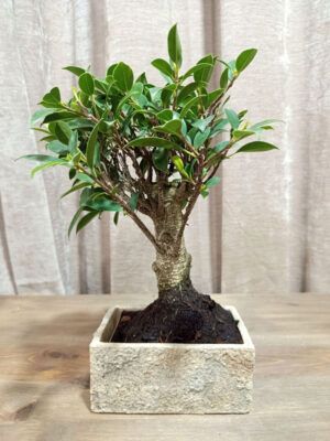 bonsai-ficus-05-años-01 bonsai-ficus-05-años-01