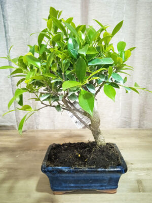 bonsai-ficus-05-años-02 bonsai-ficus-05-años-02