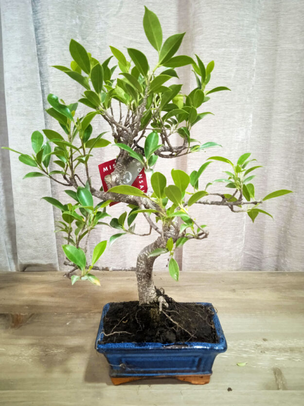 bonsai-ficus-retusa-06-años-02