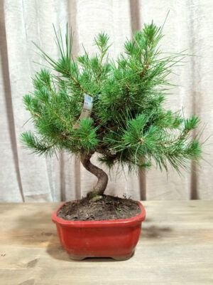 bonsai-pinus-halepensis-08-años-01 bonsai-pinus-halepensis-08-años-01