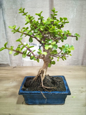 bonsai-portulacaria-05-años-01 bonsai-portulacaria-05-años-01