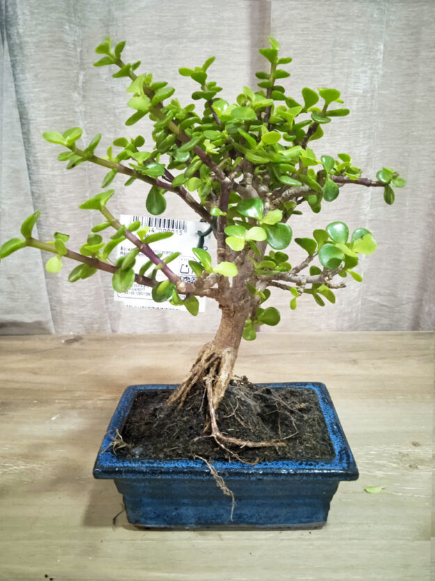 bonsai-portulacaria-05-años-01