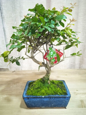bonsai-sageretia-06-años-02 bonsai-sageretia-06-años-02