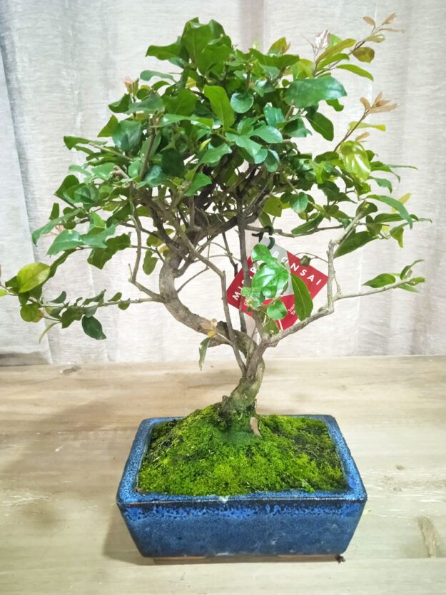 bonsai-sageretia-06-años-02