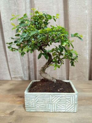 bonsai-sageretia-08-años-01 bonsai-sageretia-08-años-01