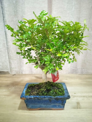 bonsai-zanthoxylum-05-años-02 bonsai-zanthoxylum-05-años-02
