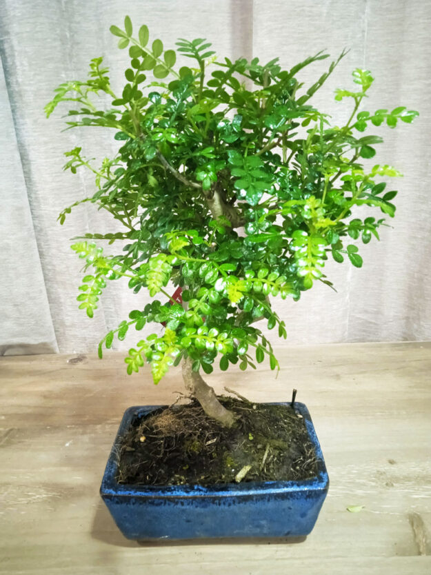 bonsai-zanthoxylum-06-años-01