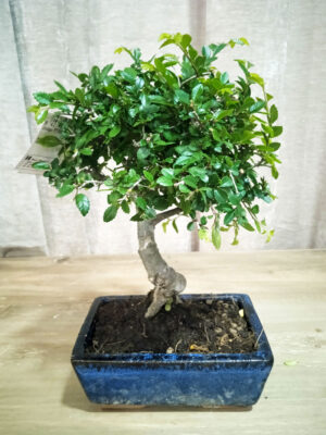 bonsai-zelkova-05-años-02 bonsai-zelkova-05-años-02