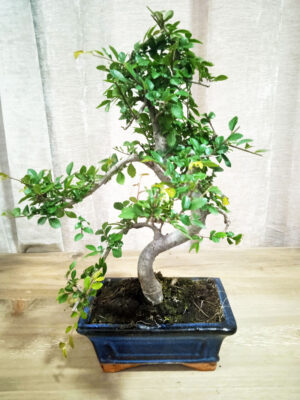 bonsai-zelkova-06-años-02 bonsai-zelkova-06-años-02