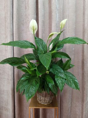 planta-1 Spathiphyllum