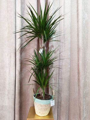 planta-3 Dracena Marginata
