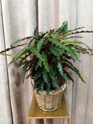 planta-4 Calathea rufibarba