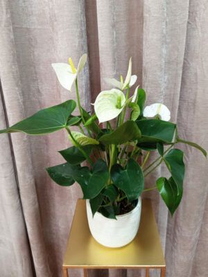 planta-5 anthurium blanco