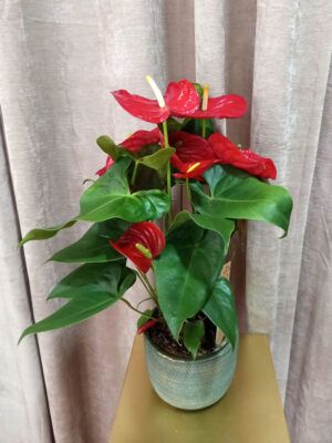planta-8 anthurium rojo