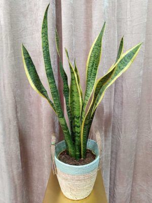 planta-9 Sanseviera