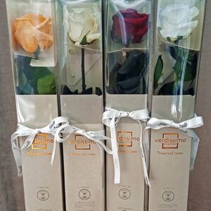 rosa-preservada