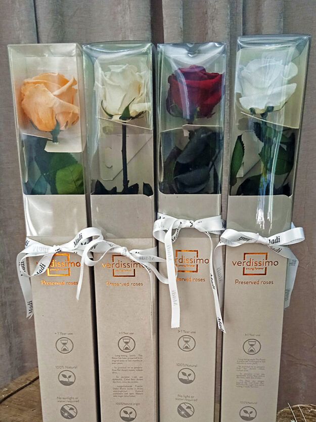 rosa-preservada